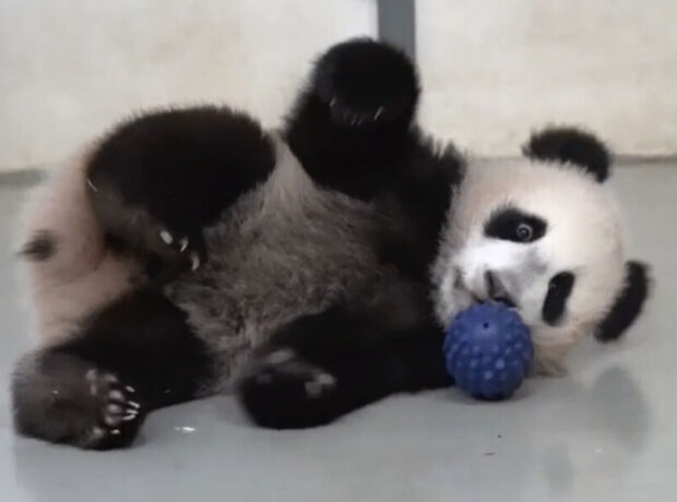 Yaponiya zooparkları yarım əsrdən sonra ilk dəfə pandasız qalacaq Yaponiya zooparkları yarım əsrdən sonra ilk dəfə pandasız qalacaq