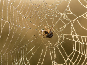 Alimlər dünyanın ən güclü torlarını hansı hörümçəklərin toxuduğunu aşkar ediblər Alimlər dünyanın ən güclü torlarını hansı hörümçəklərin toxuduğunu aşkar ediblər