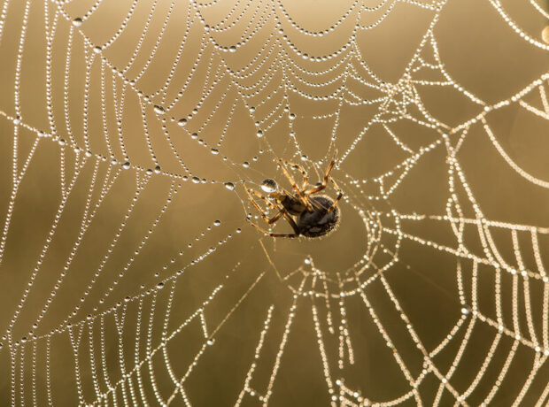 Alimlər dünyanın ən güclü torlarını hansı hörümçəklərin toxuduğunu aşkar ediblər Alimlər dünyanın ən güclü torlarını hansı hörümçəklərin toxuduğunu aşkar ediblər