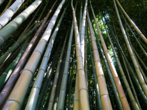 Alimlər bambukun qan şəkərinin səviyyəsini aşağı sala biləcəyini aşkar ediblər Alimlər bambukun qan şəkərinin səviyyəsini aşağı sala biləcəyini aşkar ediblər