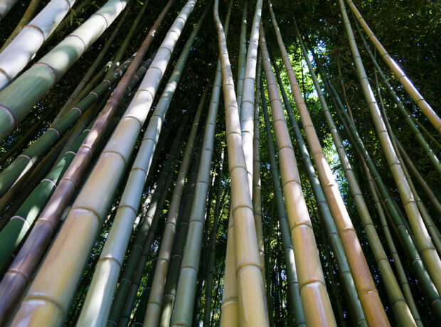 Alimlər bambukun qan şəkərinin səviyyəsini aşağı sala biləcəyini aşkar ediblər Alimlər bambukun qan şəkərinin səviyyəsini aşağı sala biləcəyini aşkar ediblər