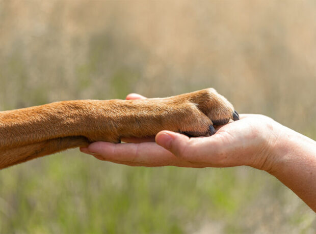 Baytarlar hansı itlərin sümük xərçənginə daha çox tutulduğunu açıqlayıblar Baytarlar hansı itlərin sümük xərçənginə daha çox tutulduğunu açıqlayıblar