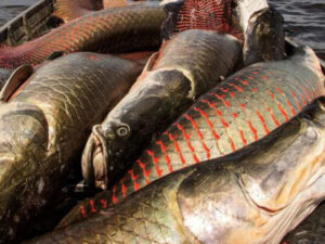 Braziliyada mütəxəssisləri qorxudan nəhəng balıq tutulub