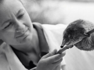 Alimlər nəsli kəsilməkdə olan rus desmanını dirçəltməyin yolunu tapıblar