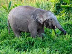 Alimlər bahalı qəhvənin mülayim dadının səbəbini təəccübləndiriblər