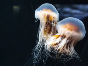 Həkim meduza sancdığı yerə niyə sidik ifraz etməməli olduğunu izah etdi