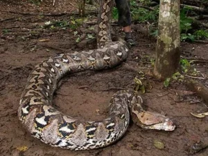 Dünyanın ən uzun ilanı İndoneziyada tapılıb