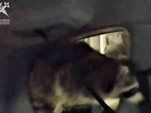 Belarus gömrükçüləri ABŞ-dan gələn avtomobildə yenot tapıblar Belarus gömrükçüləri ABŞ-dan gələn avtomobildə yenot tapıblar