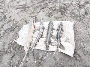 Qanunsuz balıq ovuna qarşı mübarizə tədbirləri davam etdirilir – FOTO