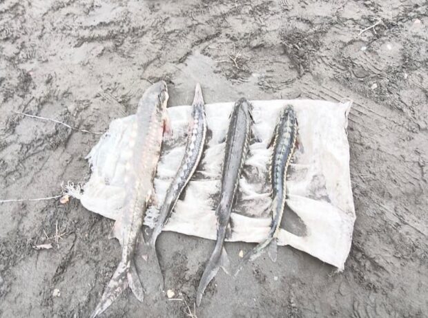 Qanunsuz balıq ovuna qarşı mübarizə tədbirləri davam etdirilir – FOTO Qanunsuz balıq ovuna qarşı mübarizə tədbirləri davam etdirilir – FOTO