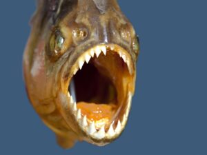 Argentinada piranyalara hücum nəticəsində 46 nəfər yaralanıb