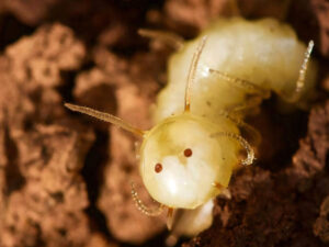 Fransanın ən böyük həşərat sürfələri emalı zavodu bağlanıb