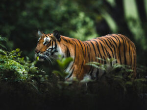 Pələng meşədə özünü ifrazat etmək qərarına gələn fermeri yedi