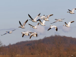 Bir alim Yaxın Şərqdəki münaqişə səbəbindən Rusiya quşları üçün təhlükə barədə xəbərdarlıq edib