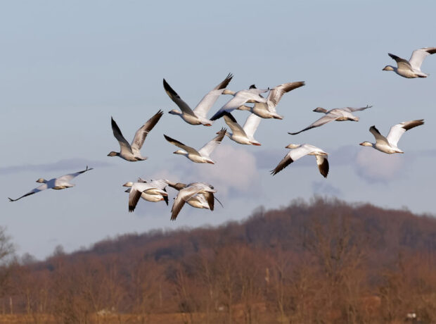 Bir alim Yaxın Şərqdəki münaqişə səbəbindən Rusiya quşları üçün təhlükə barədə xəbərdarlıq edib Bir alim Yaxın Şərqdəki münaqişə səbəbindən Rusiya quşları üçün təhlükə barədə xəbərdarlıq edib