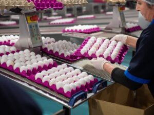 Hacıqabul Quşçuluq Şirkəti tərəfindən aztəminatlı ailələrə bayram sovqatı verilib