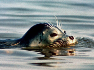 Alimlər Arktikada gəmilərin səs-küyündən balinaların və suitilərin ölə biləcəyini aşkar ediblər