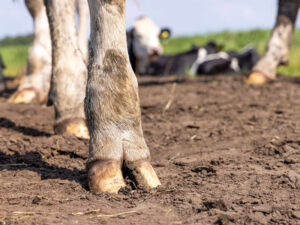 Alimlər ən kök inək cinsindən daha çox südün necə alınacağını müəyyən ediblər Alimlər ən kök inək cinsindən daha çox südün necə alınacağını müəyyən ediblər