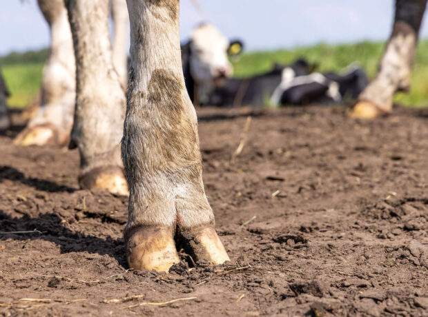 Alimlər ən kök inək cinsindən daha çox südün necə alınacağını müəyyən ediblər Alimlər ən kök inək cinsindən daha çox südün necə alınacağını müəyyən ediblər
