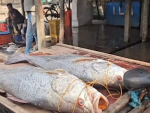 Hindistanda balıqçılar iki nadir balıq tutaraq 3800 dollar qazanıblar