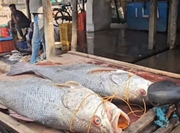 Hindistanda balıqçılar iki nadir balıq tutaraq 3800 dollar qazanıblar Hindistanda balıqçılar iki nadir balıq tutaraq 3800 dollar qazanıblar