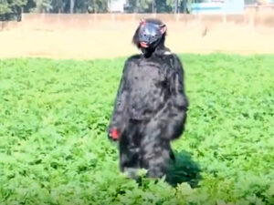 Hindistanda fermerlər kartof yeyən meymunları qorxutmaq üçün ayı geyiniblər