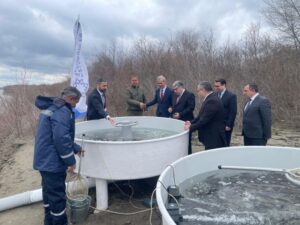 Kür çayına 4 000 ədəd balıq buraxıldı