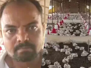 Bir fermer toydan gələn yüksək musiqi səbəbindən 140 toyuğunun öldüyünü söylədi