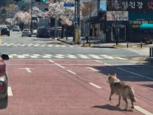 Koreyada qaçan canavar haqqında süni intellekt saxtakarlığının müəllifi həbs edilib