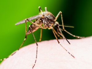 İslandiyada ağcaqanadların aşkarlanması səbəbindən bəşəriyyət təhlükə altındadır