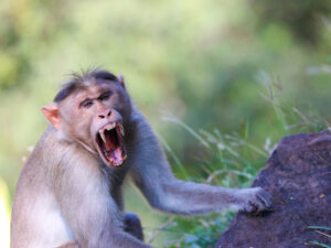 Alimlər Cəbəllütariq makakalarının niyə torpaq yeməyə başladığını aşkar ediblər