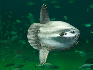 Venesiyada nəhəng balıq gəmiçilik fəaliyyətini dayandırıb