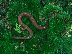 ABŞ-da aqressiv tullanan qurdların yayılması barədə məlumat verilib
