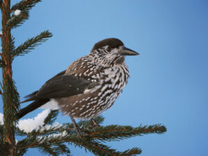 Alimlər quşlar və kosmos arasındakı gözlənilməz əlaqədən təəccübləniblər